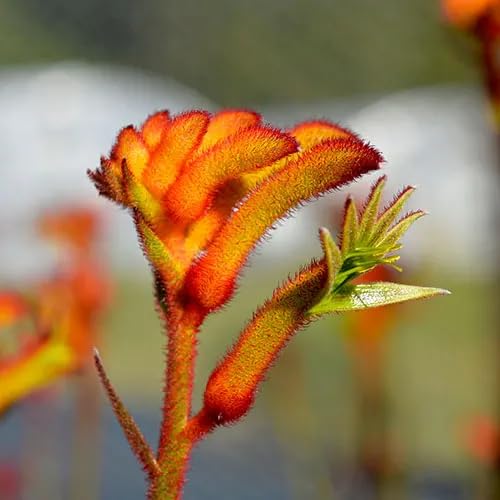 Anigozanthos Flavidus Flower Seeds