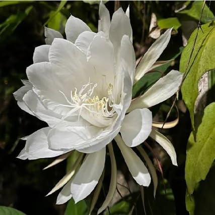 White Epiphyllum Flower Seeds