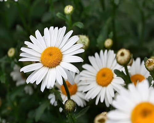 White Daisy Flowers Seed.