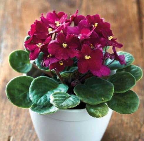 Red Saintpaulia Flower Seeds