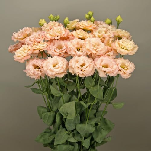 Orange Lisianthus Flower Seeds