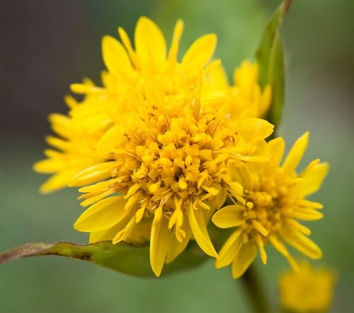 Yellow Goldenrod Flowers Seeds