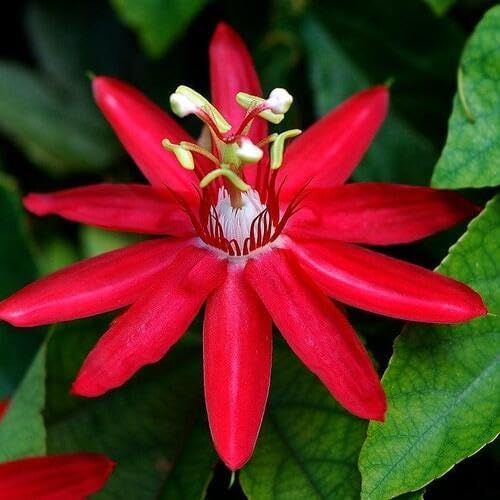 Red Passiflora Passion Flower Seeds