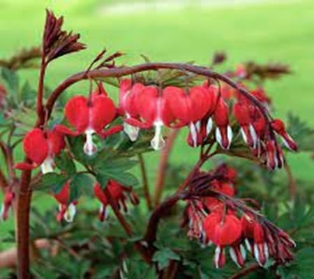 Dicentra Spectabilis Flower Seeds