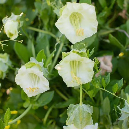 White Cobaea Flower Seeds
