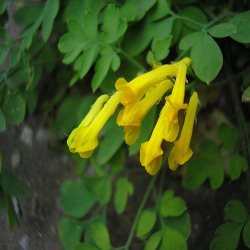 Yellow Corydalis Lutea Flower Seeds