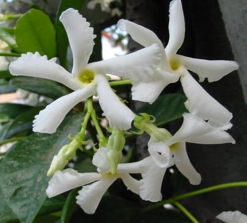 White Trachelospermum Flower Seeds