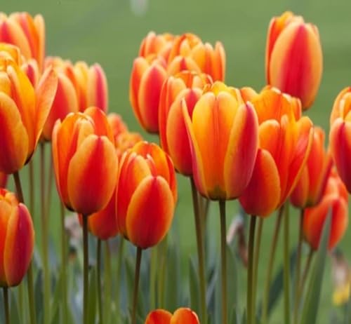 Red Orange Tulip Flower Seeds