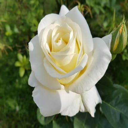 Rose Flower Seeds