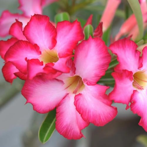 Pink Adenium Flower Seeds