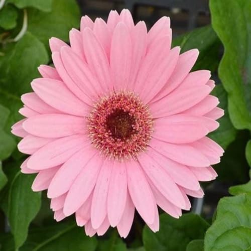 Pink Gerbera Flower Seeds