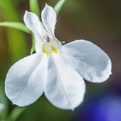 White Lobelia Regatta Flower Seeds