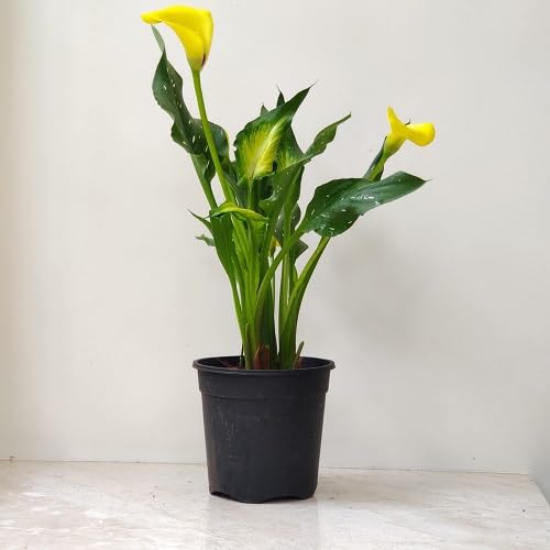 Yellow Zantedeschia Calla Lily Flower Seeds