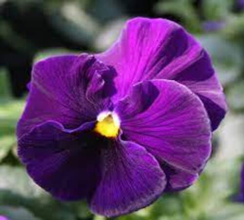 Purple Giant Pansy Flower Seeds