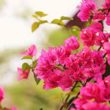 Pink Bougainvillea Flower Seeds