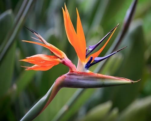 pink strelitzia reginae flower