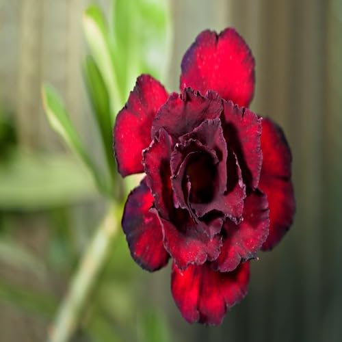 Red Black Adenium Flower Seeds