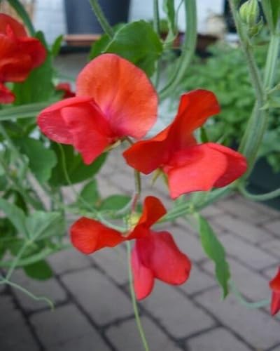 Red Lathyrus Flower Seeds
