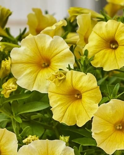 Yellow Double Petunia Flowers Seeds