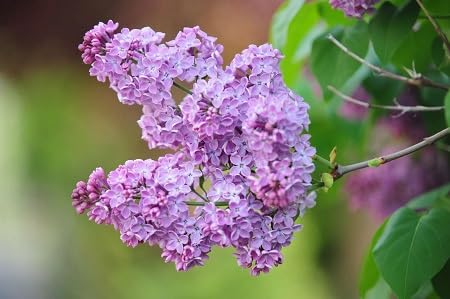 Purple Lilac Flower Seeds