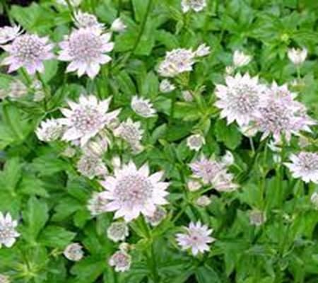 Astrantia Flower Seeds