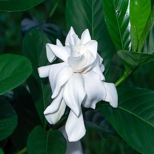 Gardenia Flower Seeds