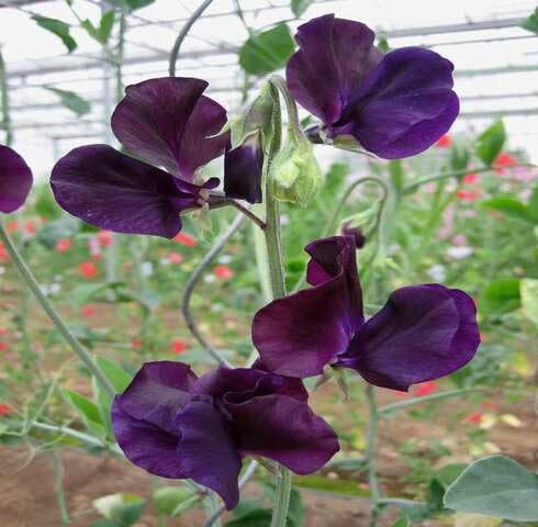 Purple Lathyrus Flower Seeds