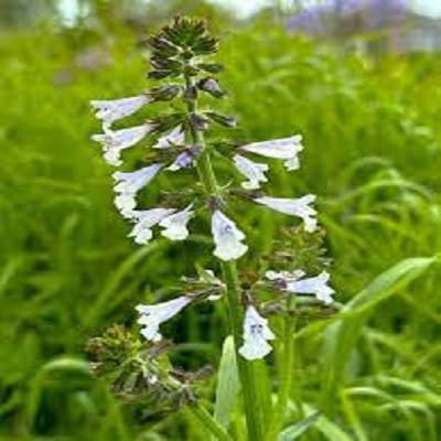 Salvia lyrata Flower Seeds
