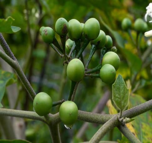 Eggplant vegetable seeds for Home Gardening, Heirloom, Non-GMO, High Germination Organic for kitchen garden planting