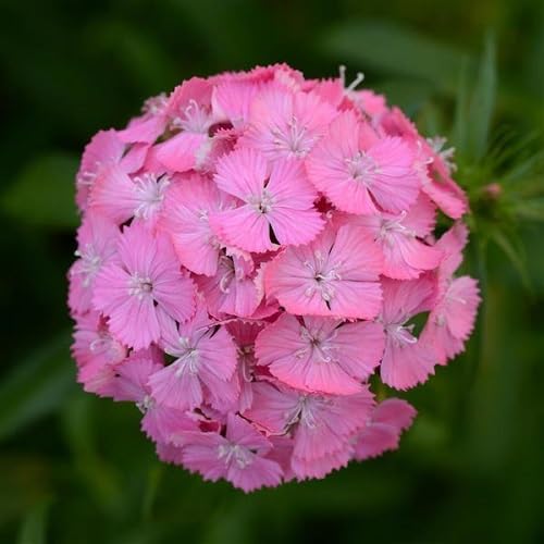 Pink Dianthus Flower Seeds