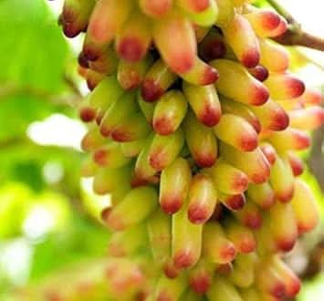 yellow and red grape fruit perfect Fruit Seeds