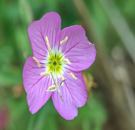 Lavender Oenothera Flower Seeds