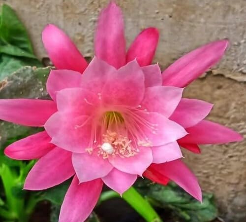 Pink Giant Cactus Flower Seeds