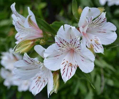 White Alstroemeria Flower Seeds
