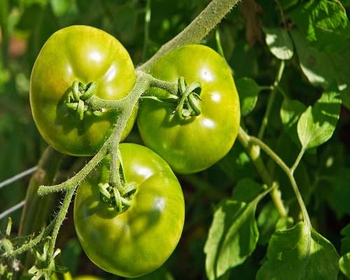 green tomato vegetable seeds