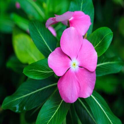 Pink Vinca Flower Seeds