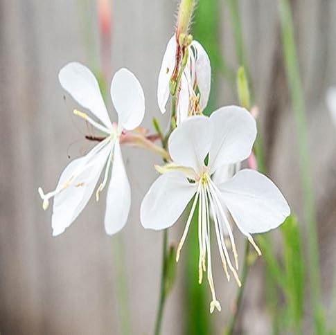Gaura Flower Seeds