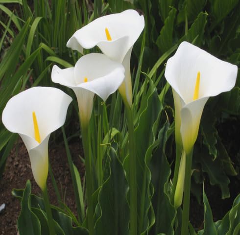 White Callalily Flower Seeds