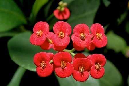 Red Milii Flower Seeds