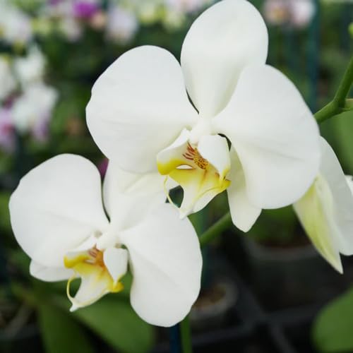 White Phalaenopsis Orchid Flower Seeds