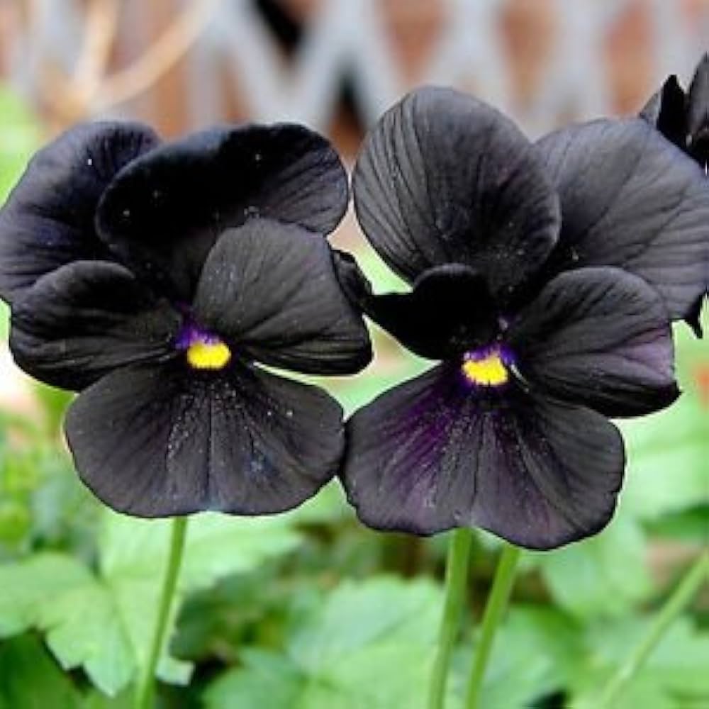 Black Pansy Flowers Seeds