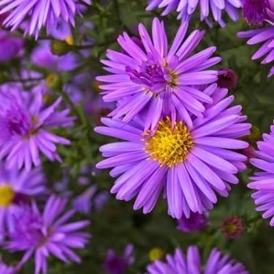 Purple Aster Flower Seeds