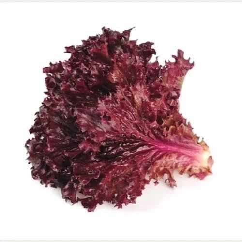 Red Lettuce Plants Seeds vegetable seeds - Heirloom, Organic, Non Gmo Garden Seeds for kitchen garden planting