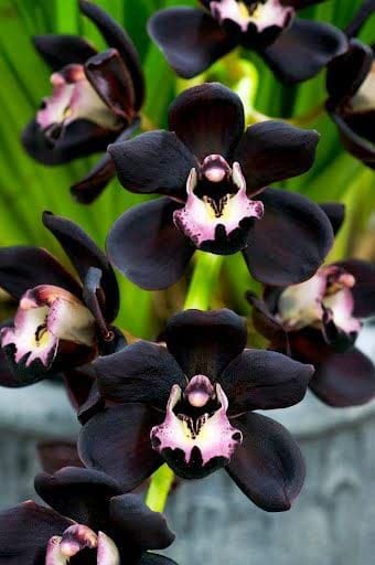 Black Cymbidium Orchid Flower Seeds