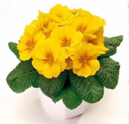 Yellow Primula Auricula Flower Seeds