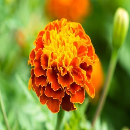 Marigold Flower Seeds