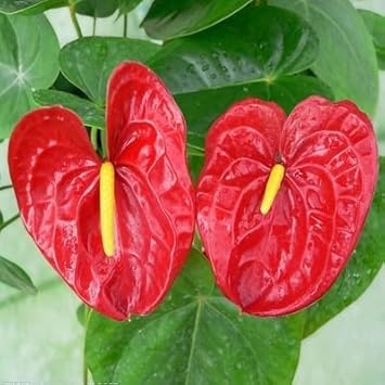 Red Anthurium Scherzerianum Flower Seeds | Heirloom Non-GMO
