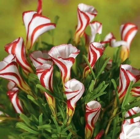 Red White Oxalis versicolor Flower Seeds