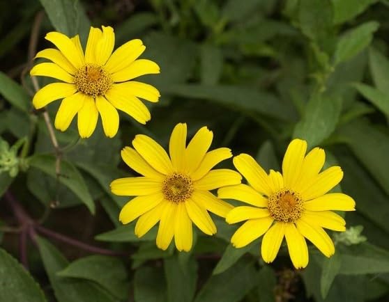 Yellow Heliopsis Flower Seeds