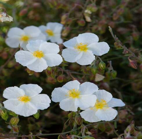 white helianthemum flower seeds